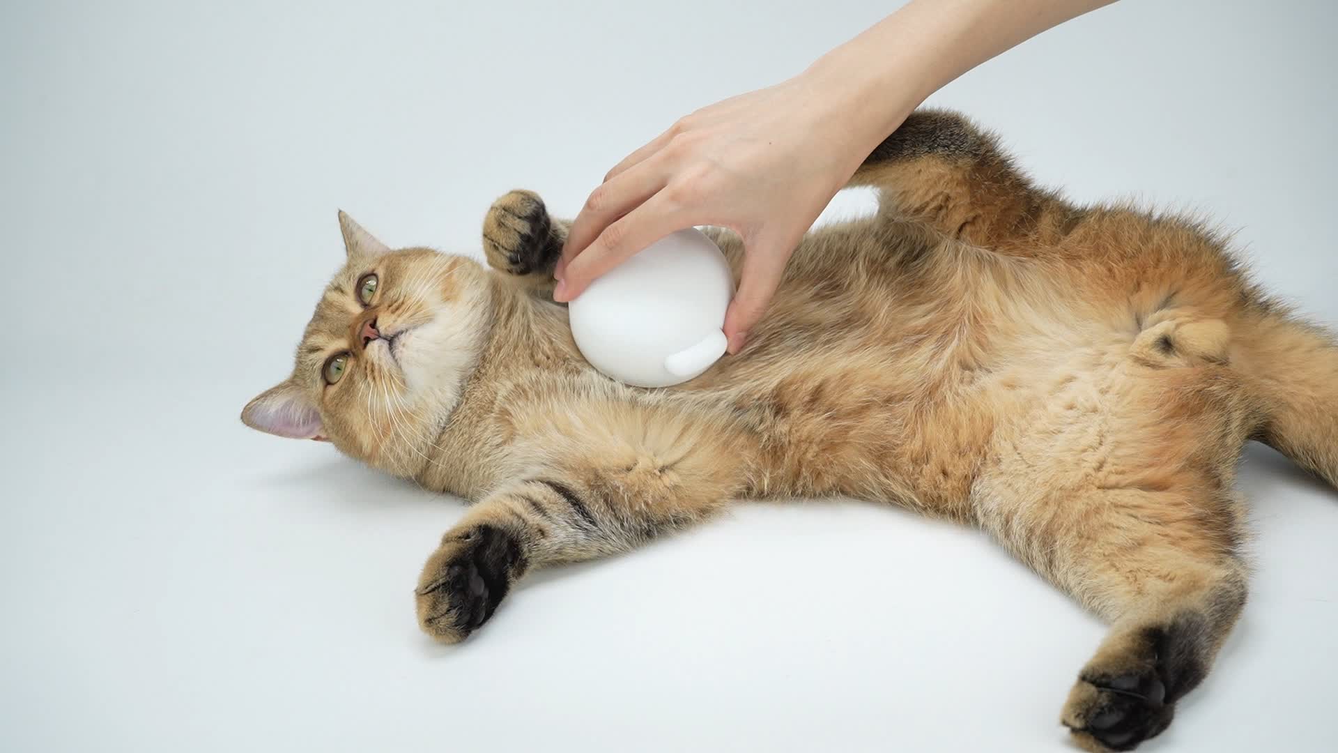 Is Your Cat's Fur Everywhere? How to Manage Cat Hair, Brushes, and Shedding