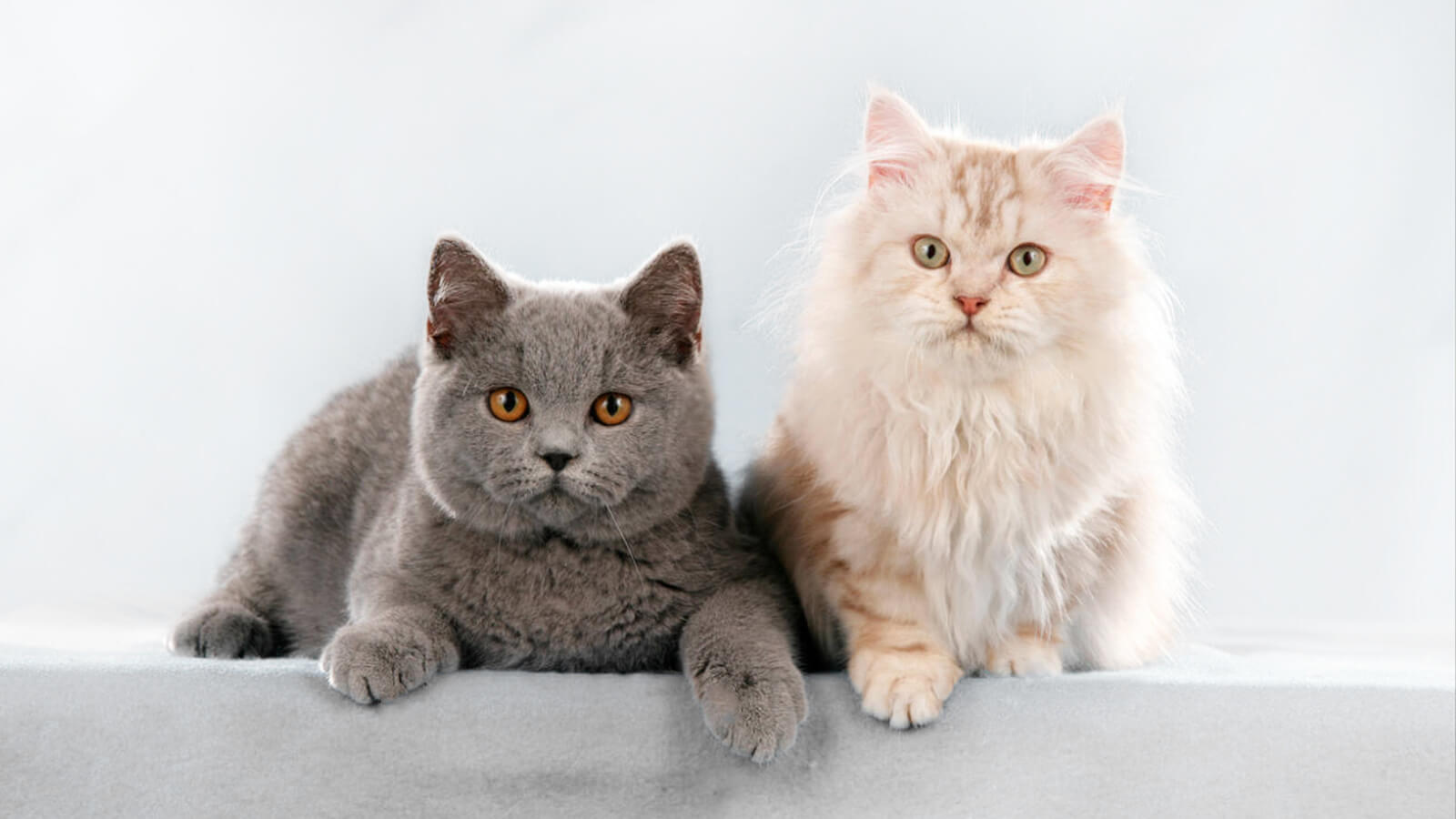 Understanding And Grooming Short Haired Vs Long Haired Cats