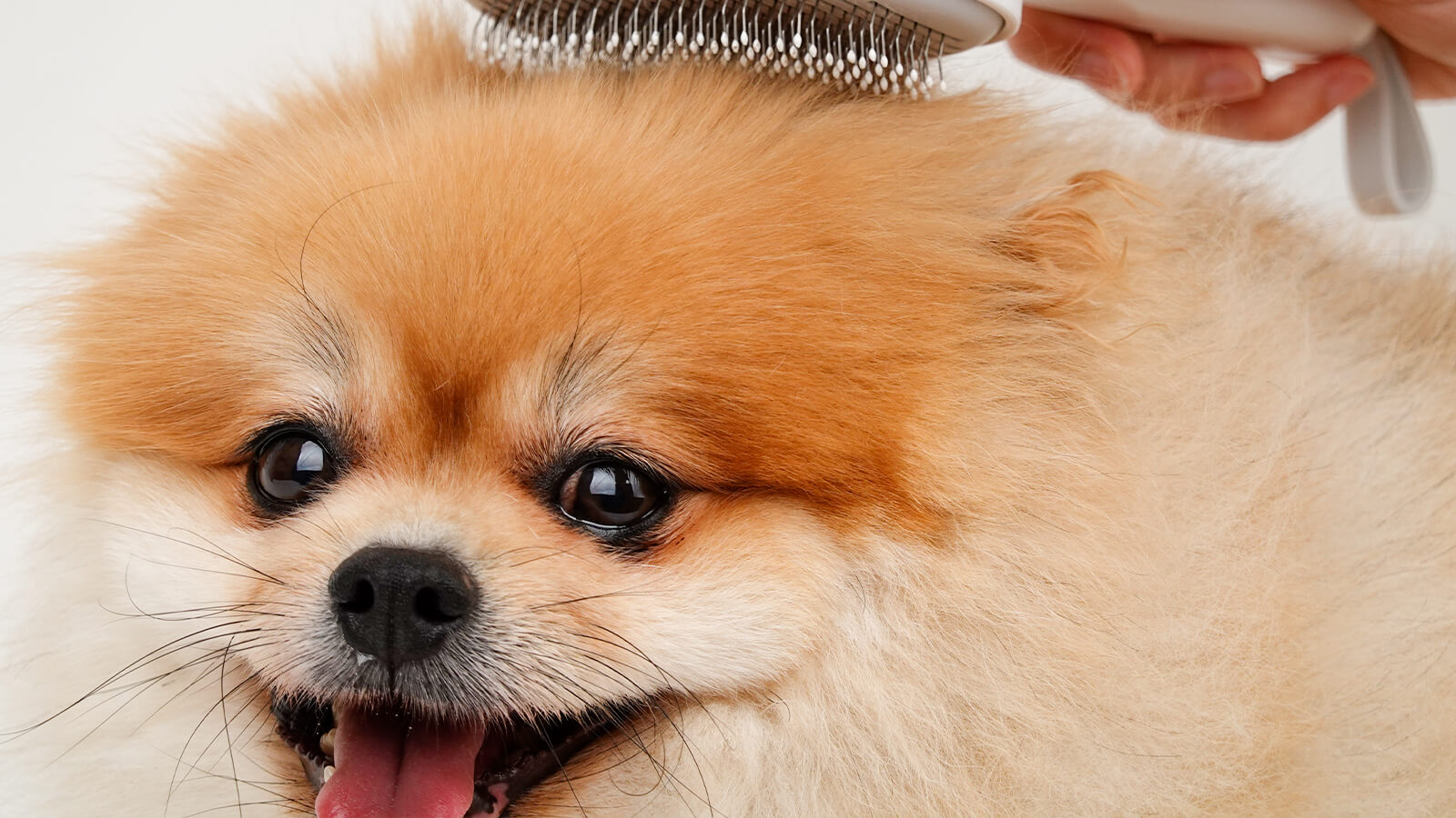 How to Choose a Pin Slicker Pet Brush