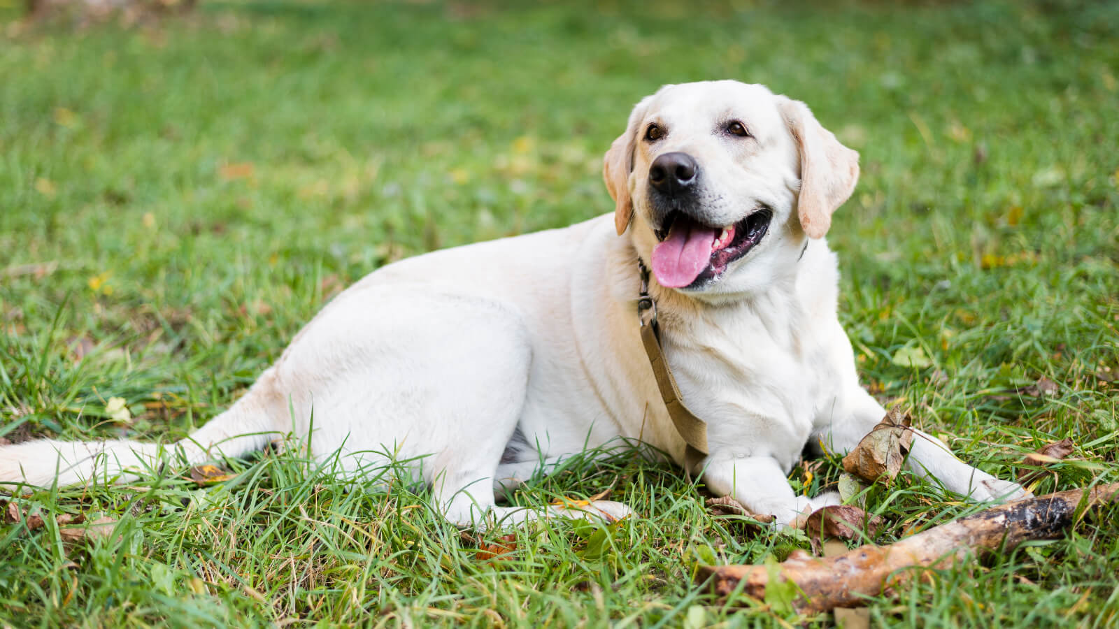 Do Labradors Shed More Often Than Other Shorthaired Dogs?