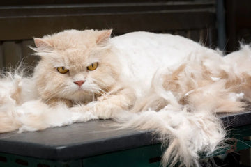 Is grooming necessary to prevent matting in cat fur?