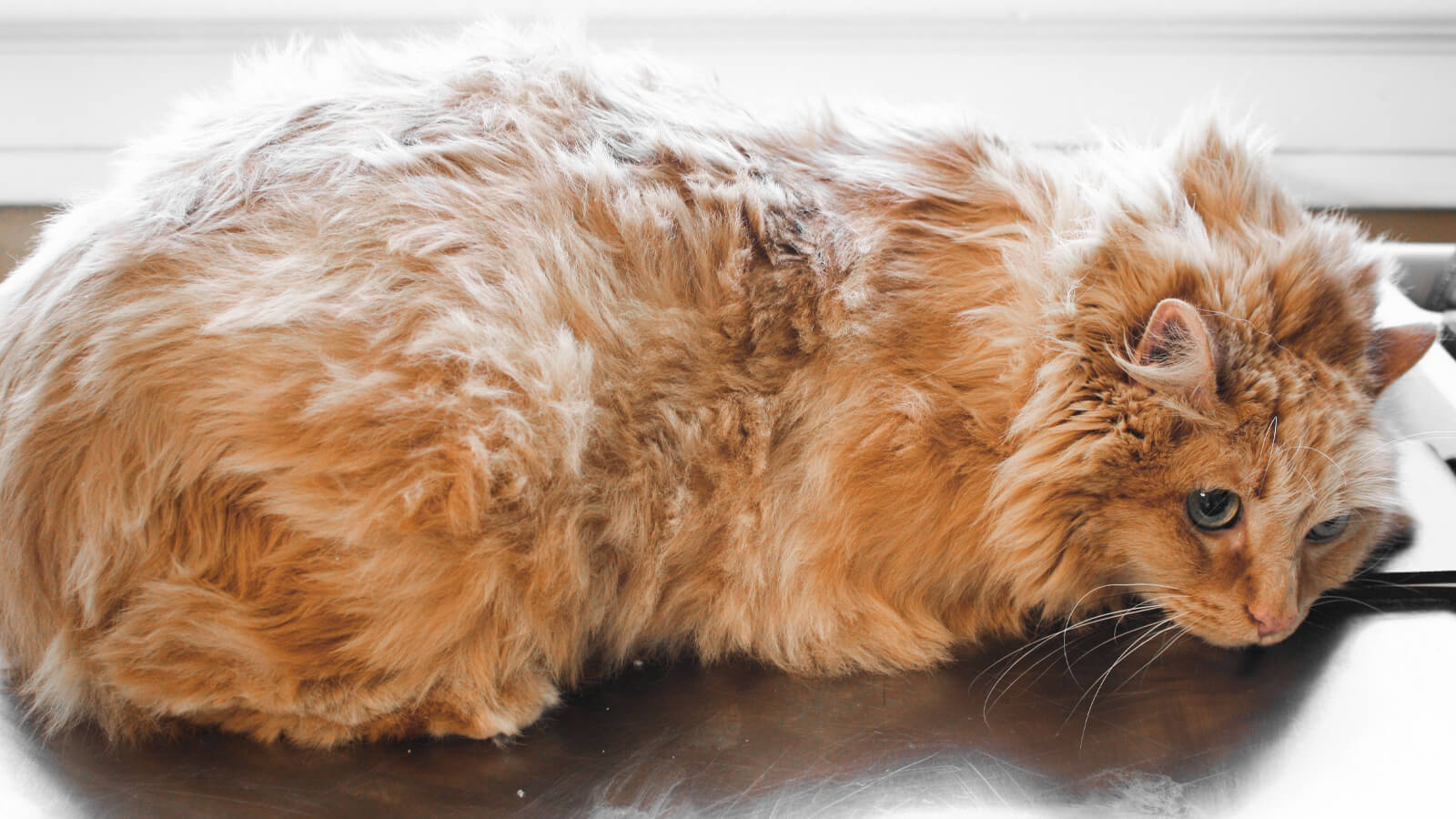 Grooming long haired cats with mats hotsell