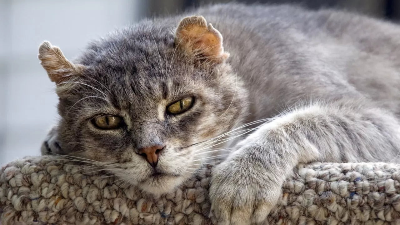 Can brushing an older cat's fur be harmful to them?