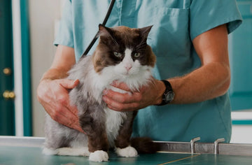 How often should cats be professionally groomed?