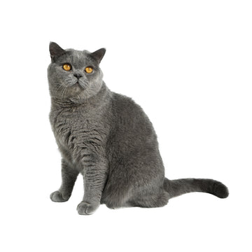 British Shorthair  blue cat.jpg__PID:a75f91fc-d29e-4212-96a1-7dfcab86052f