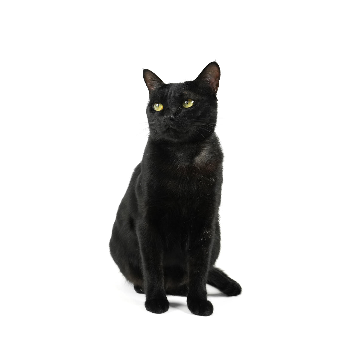 black cat.jpg__PID:fa784d26-fccf-458a-b829-59311ce41feb