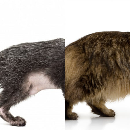 Cat Hair Structure Types More