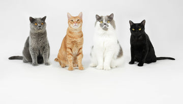 four cats stand and shots.jpg__PID:6f175f20-2b8e-48d0-9dc0-a9fd17dcc9a2