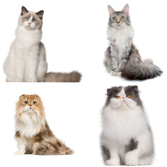 Cat Hair Structure, Types & More