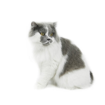 longhair cat with white background.jpg__PID:ba542b67-95b4-4c3c-a700-c135ccd03f05