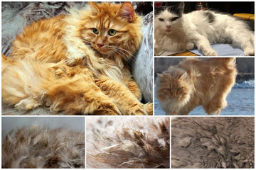Preventing Matting and Tangling of Long-Haired Cat Fur